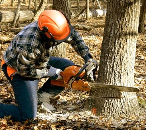 Tree Removal in West Fork, AR